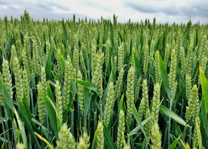premium wheat flour for sale
