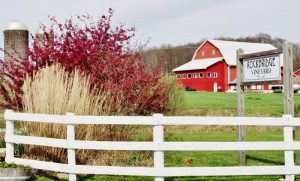 rockbridge vineyard